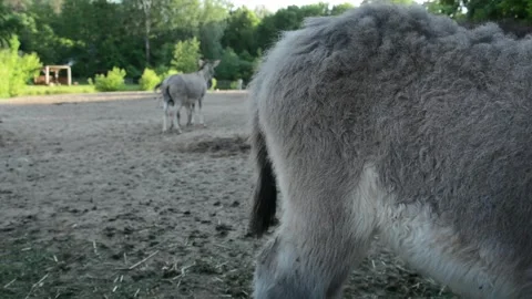 Tail and hindquarters of a young donkey foal standing on a farm Stock Footage 341615149
