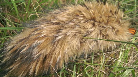 The tail of the animal (2) Video stock 42127599