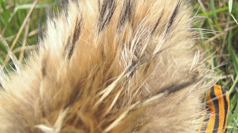 The tail of the animal (3) Video stock 42127566