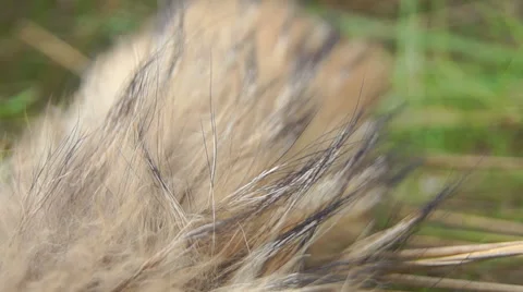 The tail of the animal Video stock 42127587