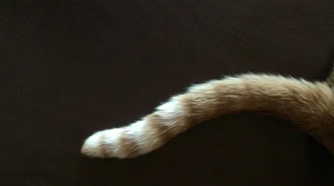 Tail of annoyed cat Stock Footage 67634147