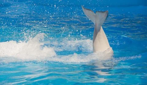 Tail beluga Stock Photos