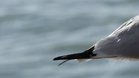 Tail of black-headed gull by the lake Video stock 237683673