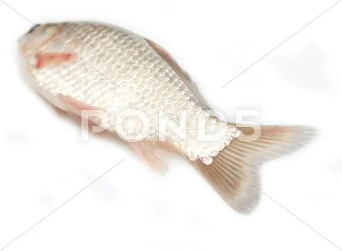 Tail of a carp on a white background Stock Photos