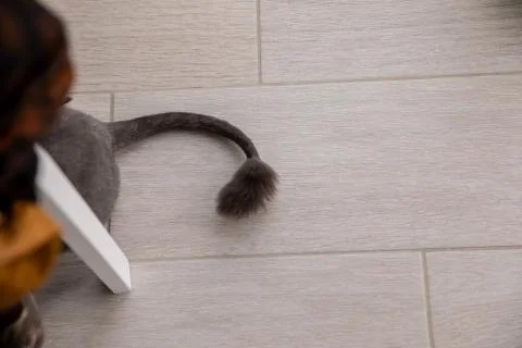 Tail of a cat on background Stock Photos