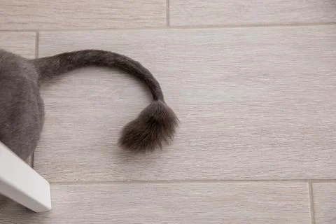 Tail of a cat on background Stock-Fotos