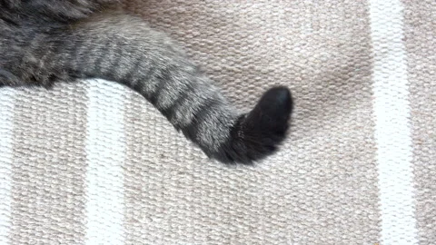 Tail of cat in close-up. Stock Footage 159540938