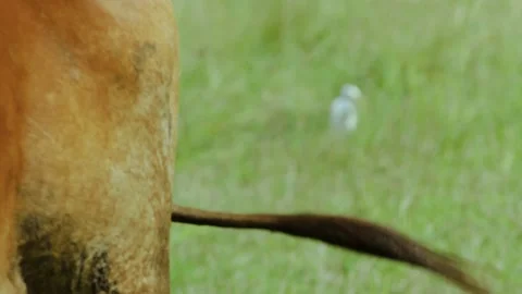 A tail of cow chasing flies away Stock Footage 163984337