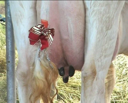 Tail of the cow  Stock Footage 84975