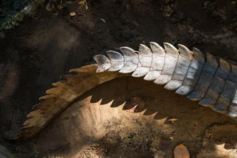 Tail of a crocodile Stock Photos