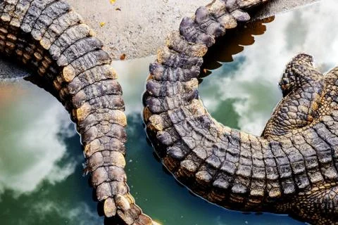 Tail of crocodile with texture. Stock Photos