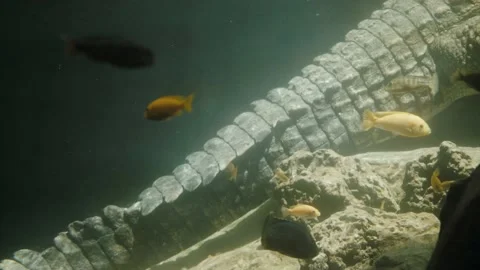 The tail of the crocodile is under water. Vídeo Stock 179410557