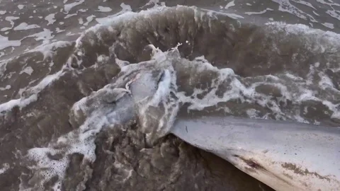 The tail of a dead dolphin is washed by the sea Vidéo 76650562