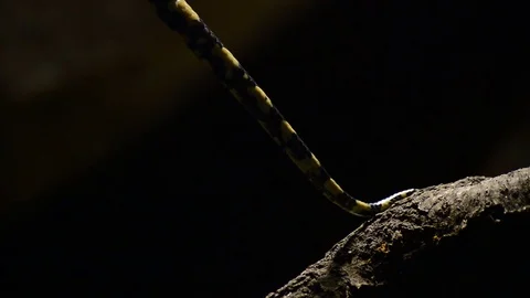 Tail of diamond python snake passing in close up - Morelia spilota Stock Footage 84721798