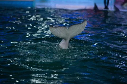 The tail of the Dolphin in the water Stock Photos