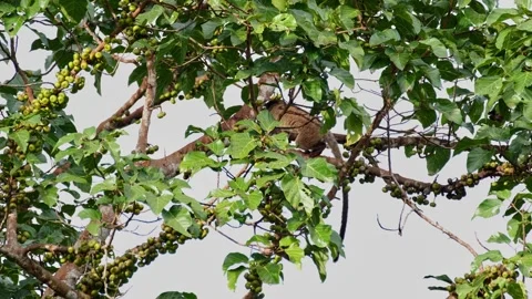 Tail down as it moves to the left looking for the right fruit while the Stock Footage 269507070