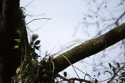Tail of an eastern gray squirrel (Sciurus carolinensis) that is hidden behind Stock Photos