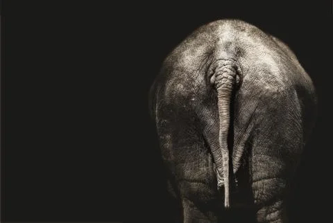 Tail Elephant, Elephant Rear View Stock Photos