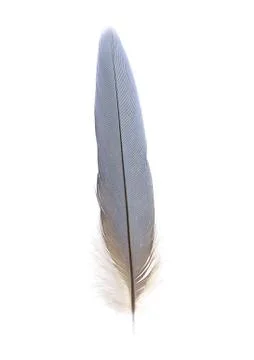 Tail feather of macaw Foto stock