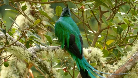 Tail feathers being blown gently by the wind off of striking Quetzal bird - Stock Footage 104131885