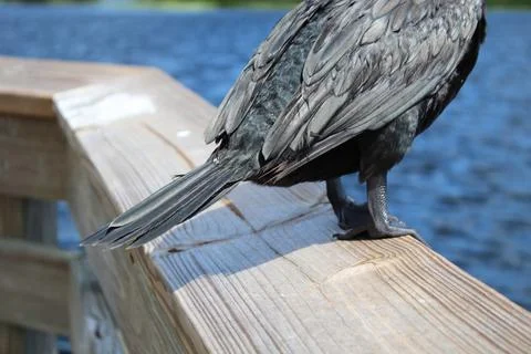 Tail feathers of a black anhinga. Stock Photos