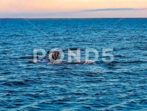 Tail fin of Humpback Whale diving in the sea Stock Photos