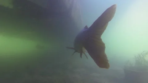 Tail Fin Movement, Fish, Underwater Stock Footage 41644883
