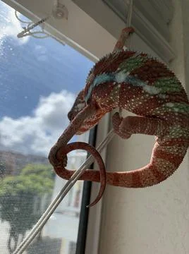 Tail Grabbing Chameleon Stock Photos