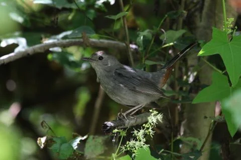 Tail Up Gray Catbird Stock Photos