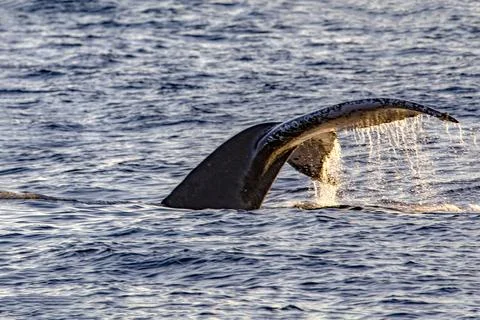 Tail of a great whale diving in the deep sea of the Gulf of California. Stock Photos