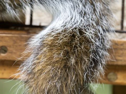 A tail of a Grey Squirrel, Sciurus carolinensis at Leighton Moss, Silverdale, Stock Photos