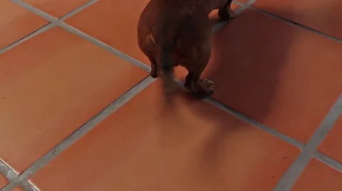 Tail of a Happy Dog Stock Footage 46844682