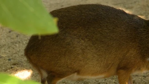 Tail To Head Of Chevrotain Stock Footage 115134637