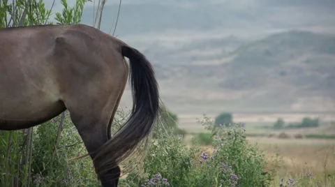 Tail of a Horse Vídeos de archivo 54906816