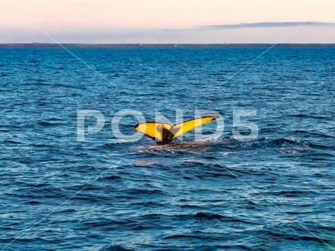 Tail of Humpback Whale diving in the blue sea Stock Photos