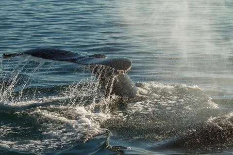The tail of a Humpback Whale diving Stock-Fotos