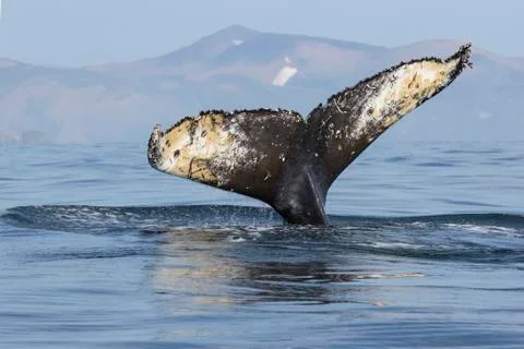 Tail humpback whale diving into the waters of the Pacific Ocean against the b Foto stock