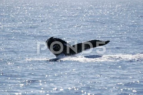 Tail of Humpback Whale Stock Photos
