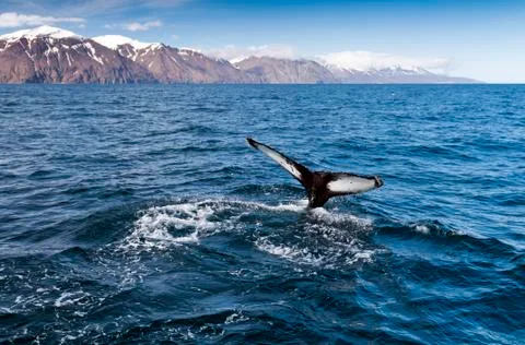 The tail of a humpback whale Stock Photos