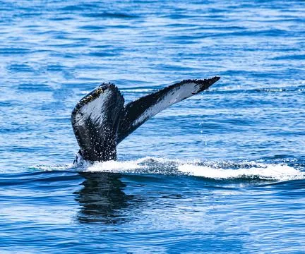 Tail of Humpback Whale Stock Photos