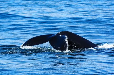 Tail of Humpback Whale Stock Photos