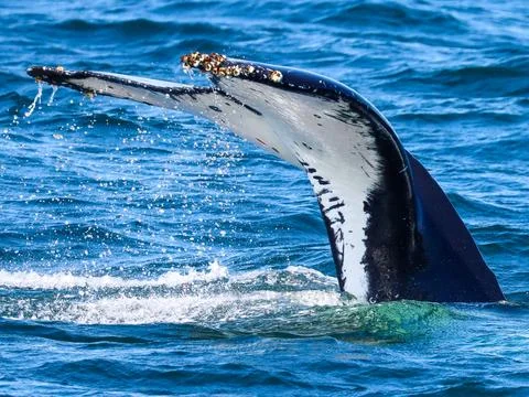 Tail of humpback whale Stock Photos