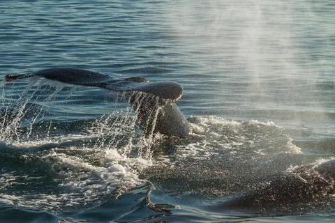 The Tail of a Humpback Whale When Diving The Tail of a Humpback Whale When... 库存照片