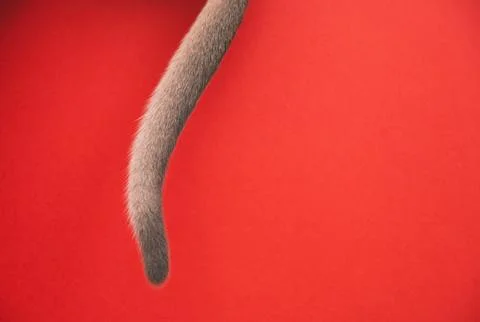 The tail of a kitten on a red background Stock Photos