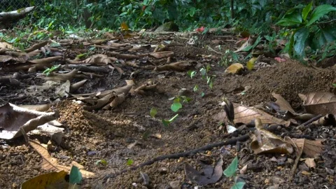 Tail of Leaf Cutting Ants Colony Walking In Jungle [Timelapse] Stock Footage 89605967