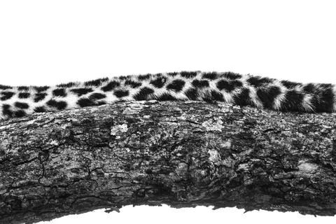 The tail of a leopard, Panthera pardus, lying on a tree branch, in black and  Foto stock