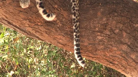 The tail of the leopards resting on the tree in Chobe National Park Stock Footage 129835950