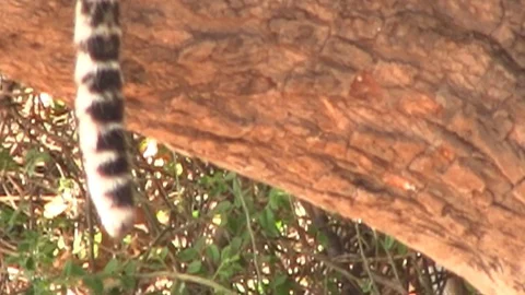 The tail of leopards resting on the tree in Chobe National Park Stock Footage 129837268