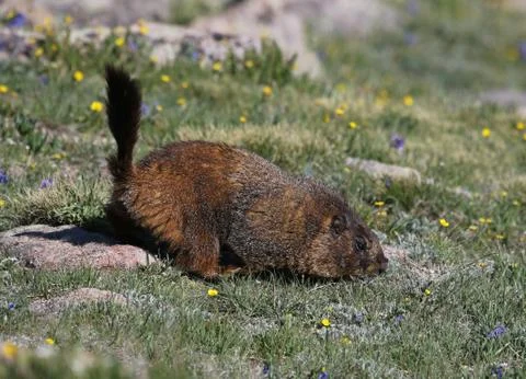 Tail Up Marmot Stock Photos