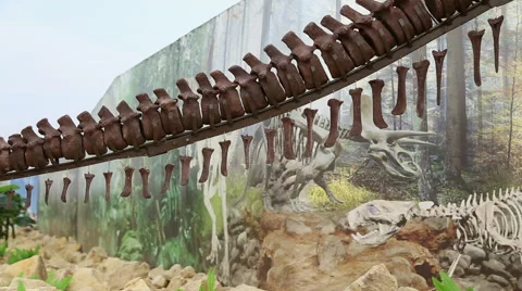 The tail part of a dinosaur skeleton Видео 65394254